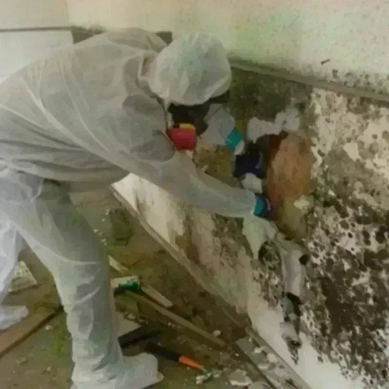 Mold Remediation and Removal in Tillamook County, OR